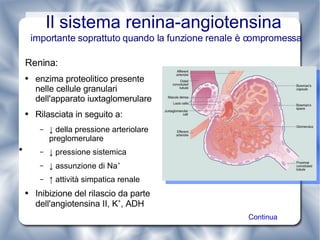 Il sistema renina-angiotensina Renina: enzima proteolitico presente nelle cellule granulari dell'apparato iuxtaglomerulare Rilasciata in seguito a: ↓  della pressione arteriolare preglomerulare ↓  pressione sistemica ↓  assunzione di Na + ↑  attività simpatica renale Inibizione del rilascio da parte dell'angiotensina II, K + , ADH  importante soprattuto quando la funzione renale è compromessa Continua 