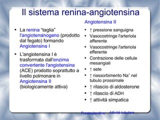 Il sistema renina-angiotensina La  renina  “taglia”  l'angiotensinogeno  (prodotto dal fegato) formando  Angiotensina I L'angiotensina I è trasformata dall' enzima convertente l'angiotensina  (ACE) prodotto soprattutto a livello polmonare in  Angiotensina II  (biologicamente attiva) Angiotensina II ↑  pressione sanguigna Vasocostringe l'arteriola afferente Vasocostringe l'arteriola efferente Contrazione delle cellule mesangiali ↑  sete  ↑  riassorbimento Na +  nel tubulo prossimale ↑  rilascio di aldosterone   ↑  rilascio di  ADH ↑  attività simpatica Prostaglandine Attività tubulare 