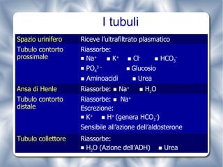 I tubuli Riassorbe:  H 2 O (Azione dell’ADH)    Urea  Tubulo collettore Riassorbe:     Na + Escrezione: K +    H +  (genera HCO 3 - ) Sensibile all’azione dell’aldosterone Tubulo contorto distale Riassorbe:    Na +    H 2 O Ansa di Henle Riassorbe: Na +    K +    Cl -     HCO 3 - PO 4 3 –     Glucosio     Aminoacidi    Urea Tubulo contorto prossimale Riceve l’ultrafiltrato plasmatico  Spazio urinifero 