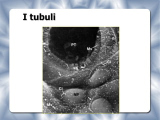 I tubuli 