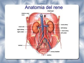 Anatomia del rene 