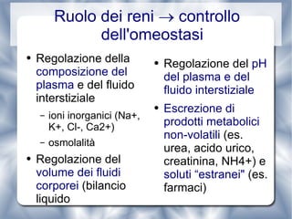 Ruolo dei reni    controllo dell'omeostasi Regolazione della  composizione del plasma  e del fluido interstiziale ioni inorganici (Na+, K+, Cl-, Ca2+) osmolalità  Regolazione del  volume dei fluidi corporei  (bilancio liquido Regolazione del  pH del plasma e del fluido interstiziale  Escrezione di prodotti metabolici non-volatili  (es. urea, acido urico,  creatinina, NH4+) e  soluti “estranei"  (es. farmaci) 
