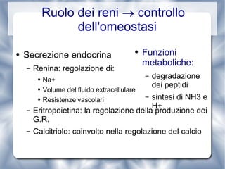 Ruolo dei reni    controllo dell'omeostasi Secrezione endocrina Renina: regolazione di: Na+ Volume del fluido extracellulare Resistenze vascolari Eritropoietina: la regolazione della produzione dei G.R. Calcitriolo: coinvolto nella regolazione del calcio Funzioni metaboliche: degradazione dei peptidi sintesi di NH3 e H+ 