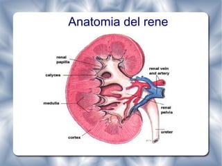 Anatomia del rene 