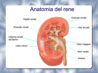Anatomia del rene Corticale renale Calici minori Colonna renale del Bertin Calici maggiori Pelvi renale Uretere Papilla renale Piramide renale Vasi arcuati 