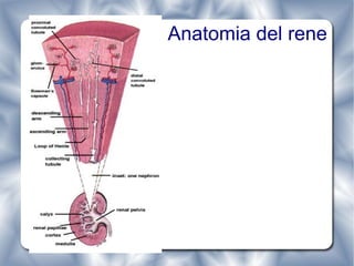 Anatomia del rene 