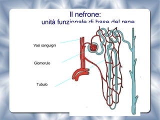 Il nefrone: unità funzionale di base del rene Vasi sanguigni Glomerulo Tubulo 