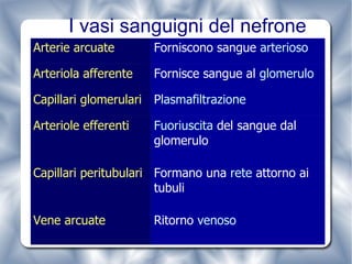 I vasi sanguigni del nefrone Ritorno  venoso Vene arcuate Formano una  rete  attorno ai tubuli Capillari peritubulari Fuoriuscita  del sangue dal glomerulo Arteriole efferenti P lasmafiltrazione Capillari glomerulari Fornisce sangue al  glomerulo Arteriola afferente Forniscono sangue  arterioso Arterie arcuate 
