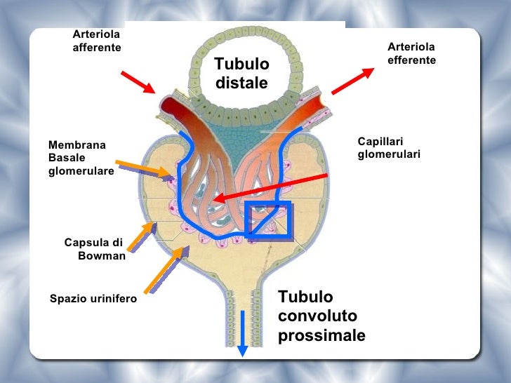 Fisiopatologia Renale Fisiopatologia Renale