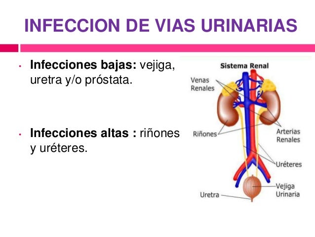 Duele los riñones y el dolor en la parte inferior del vientre a