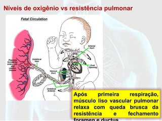 Níveis de oxigênio vs resistência pulmonar




                      Após     primeira    respiração,
                      músculo liso vascular pulmonar
                      relaxa com queda brusca da
                      resistência    e    fechamento
 