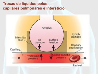 Trocas de líquidos pelos
capilares pulmonares e interstício
 