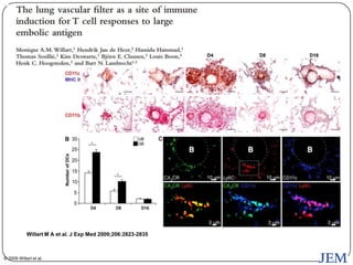 Willart M A et al. J Exp Med 2009;206:2823-2835



© 2009 Willart et al.
 