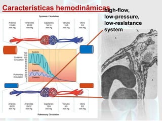 Características hemodinâmicas
                            high-flow,
                              low-pressure,
                              low-resistance
                              system
 