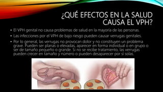 ¿QUÉ EFECTOS EN LA SALUD
CAUSA EL VPH?
• El VPH genital no causa problemas de salud en la mayoría de las personas.
• Las infecciones por el VPH de bajo riesgo pueden causar verrugas genitales.
• Por lo general, las verrugas no provocan dolor y no constituyen un problema
grave. Pueden ser planas o elevadas, aparecer en forma individual o en grupo o
ser de tamaño pequeño o grande. Si no se recibe tratamiento, las verrugas
pueden crecer en tamaño y número o pueden desaparecer por sí solas.
 