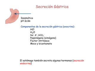 Secreción Gástrica
Isosmótica
pH ácido
Componentes de la secreción gástrica (exocrina):
HCl
H2O
Na+, K+, HCO3
-
Pepsinógeno (zimógeno)
Factor intrínseco
Moco y bicarbonato
El estómago también secreta algunas hormonas (secreción
endocrina)
 