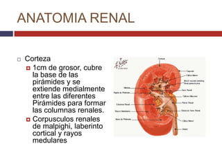 Fisiologia renal | PPTX