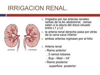 Fisiologia renal | PPTX