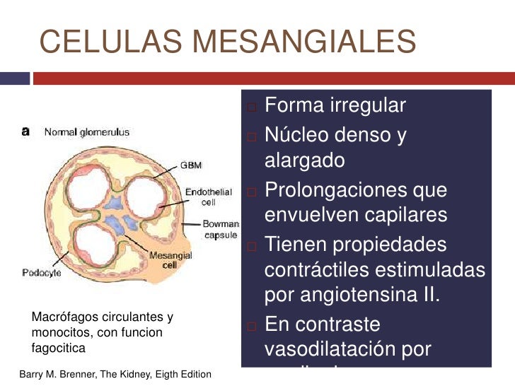 Fisiologia renal