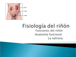 Funciones del riñón
Anatomía funcional
        La nefrona
 