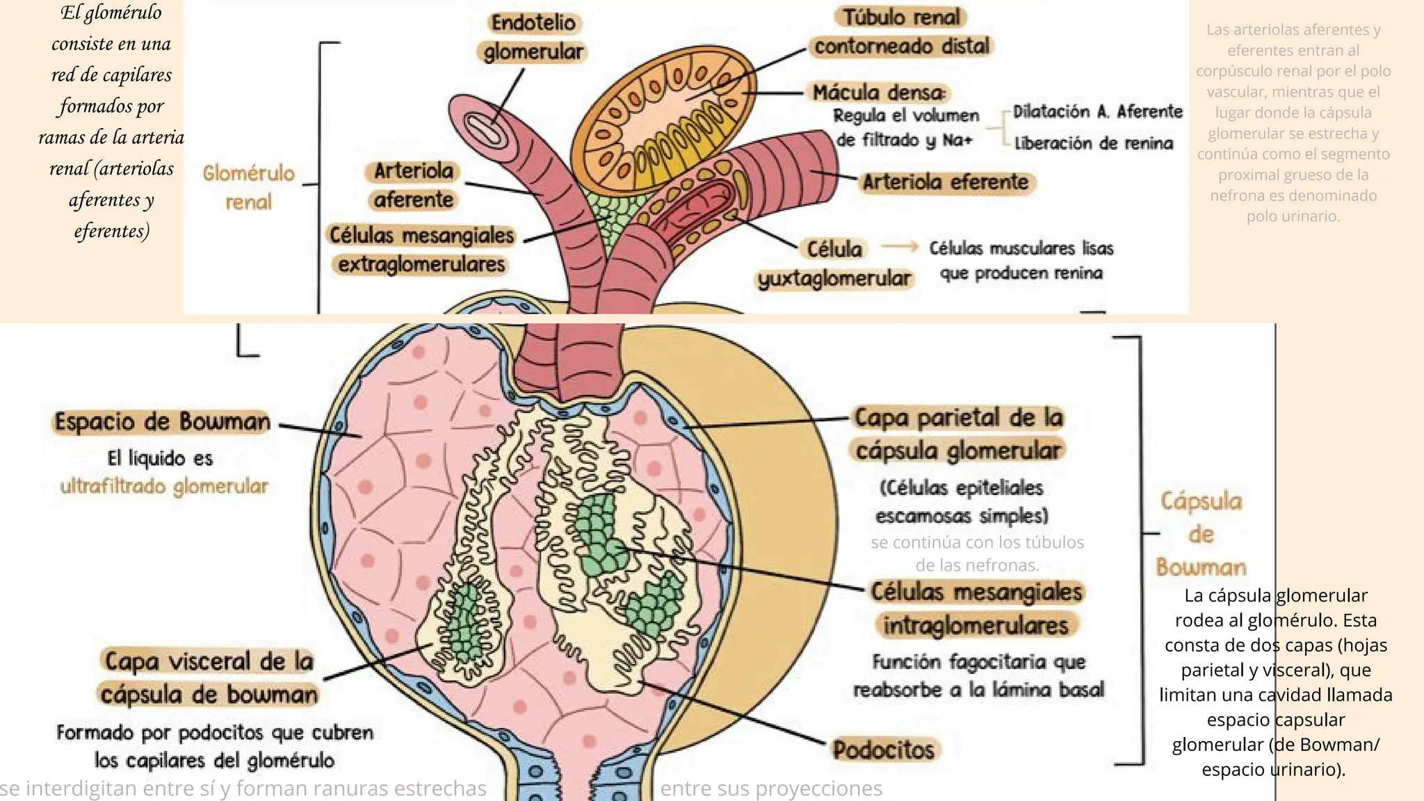 Glomerulo Riñon FISIO RENAL - Histología Renal - Sistema URINARIO | PDF