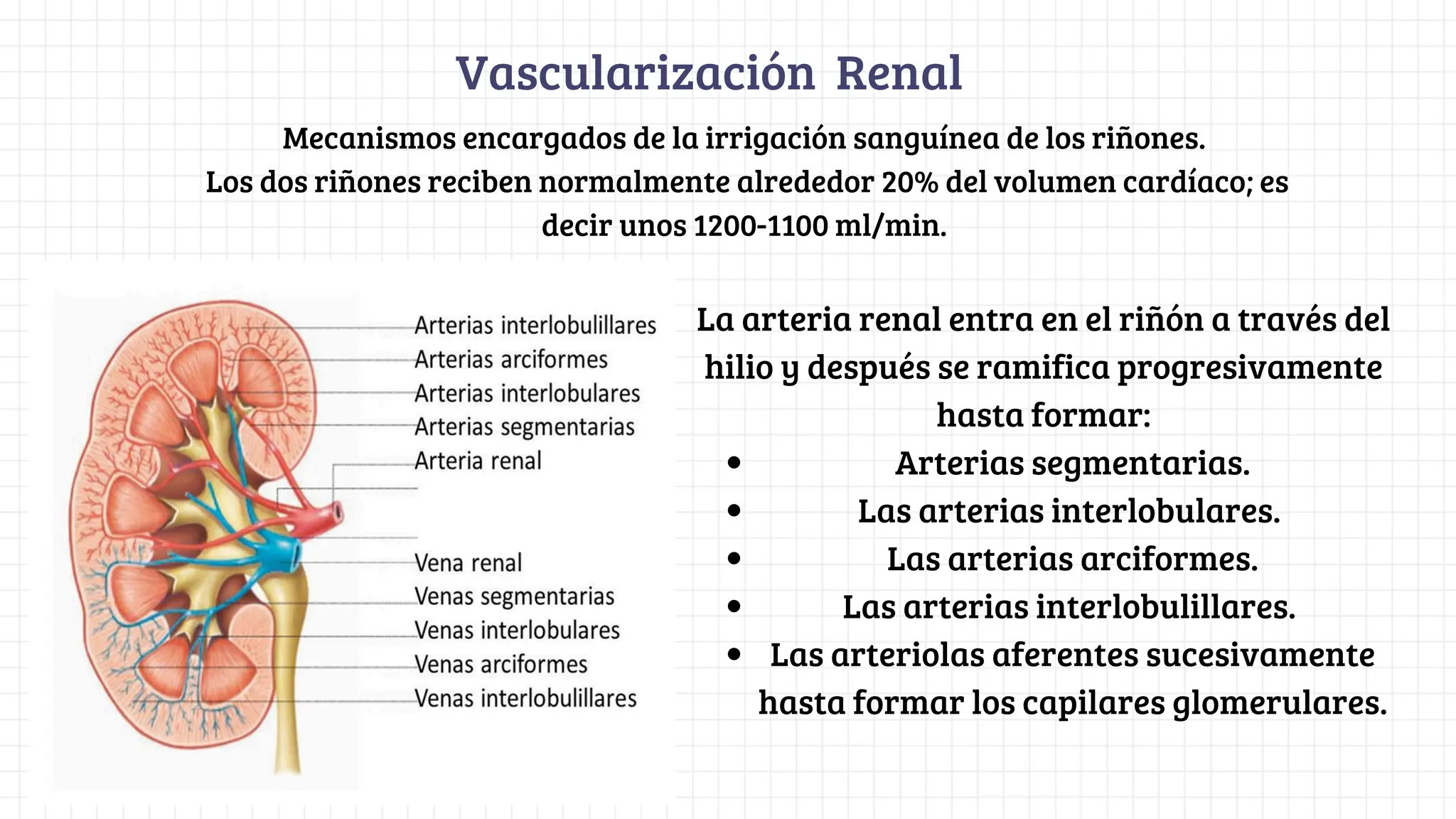 FISIO RENAL - Histología Renal - Sistema URINARIO | PDF