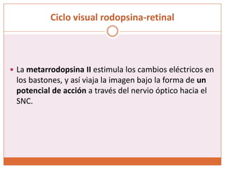 Ciclo visual rodopsina-retinal




 La metarrodopsina II estimula los cambios eléctricos en
 los bastones, y así viaja la imagen bajo la forma de un
 potencial de acción a través del nervio óptico hacia el
 SNC.
 