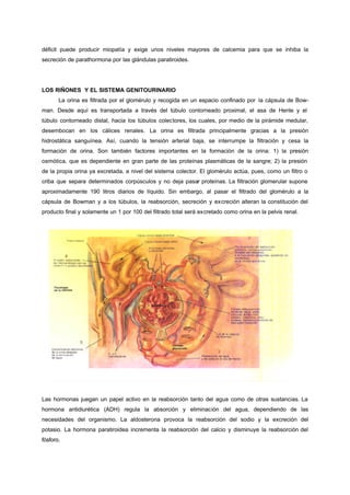 déficit puede producir miopatía y exige unos niveles mayores de calcemia para que se inhiba la
secreción de parathormona por las glándulas paratiroides.




LOS RIÑONES Y EL SISTEMA GENITOURINARIO
       La orina es filtrada por el glomérulo y recogida en un espacio confinado por la cápsula de Bow-
man. Desde aquí es transportada a través del túbulo contorneado proximal, el asa de Henle y el
túbulo contorneado distal, hacia los túbulos colectores, los cuales, por medio de la pirámide medular,
desembocan en los cálices renales. La orina es filtrada principalmente gracias a la presión
hidrostática sanguínea. Así, cuando la tensión arterial baja, se interrumpe la filtración y cesa la
formación de orina. Son también factores importantes en la formación de la orina: 1) la presión
osmótica, que es dependiente en gran parte de las proteínas plasmáticas de la sangre; 2) la presión
de la propia orina ya excretada, a nivel del sistema colector. El glomérulo actúa, pues, como un filtro o
criba que separa determinados corpúsculos y no deja pasar proteínas. La filtración glomerular supone
aproximadamente 190 litros diarios de líquido. Sin embargo, al pasar el filtrado del glomérulo a la
cápsula de Bowman y a los túbulos, la reabsorción, secreción y excreción alteran la constitución del
producto final y solamente un 1 por 100 del filtrado total será excretado como orina en la pelvis renal.




Las hormonas juegan un papel activo en la reabsorción tanto del agua como de otras sustancias. La
hormona antidiurética (ADH) regula la absorción y eliminación del agua, dependiendo de las
necesidades del organismo. La aldosterona provoca la reabsorción del sodio y la excreción del
potasio. La hormona paratiroidea incrementa la reabsorción del calcio y disminuye la reabsorción del
fósforo.
 