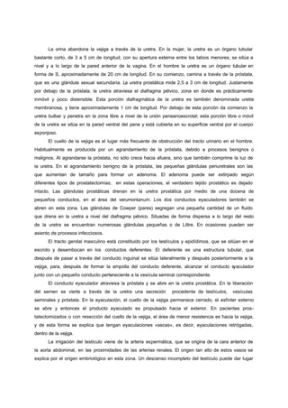 La orina abandona la vejiga a través de la uretra. En la mujer, la uretra es un órgano tubular
bastante corto, de 3 a 5 cm de longitud, con su apertura externa entre los labios menores; se sitúa a
nivel y a lo largo de la pared anterior de la vagina. En el hombre la uretra es un órgano tubular en
forma de S, aproximadamente de 20 cm de longitud. En su comienzo, camina a través de la próstata,
que es una glándula sexual secundaria. La uretra prostática mide 2,5 a 3 cm de longitud. Justamente
por debajo de la próstata, la uretra atraviesa el diafragma pélvico, zona en donde es prácticamente
inmóvil y poco distensible. Esta porción diafragmática de la uretra es también denominada uretra
membranosa, y tiene aproximadamente 1 cm de longitud. Por debajo de esta porción da comienzo la
uretra bulbar y penetra en la zona libre a nivel de la unión peneanoescrotal; esta porción libre o móvil
de la uretra se sitúa en la pared ventral del pene y está cubierta en su superficie ventral por el cuerpo
esponjoso.
       El cuello de la vejiga es el lugar más frecuente de obstrucción del tracto urinario en el hombre.
Habitualmente es producida por un agrandamiento de la próstata, debido a procesos benignos o
malignos. Al agrandarse la próstata, no sólo crece hacia afuera, sino que también comprime la luz de
la uretra. En el agrandamiento benigno de la próstata, las pequeñas glándulas periuretrales son las
que aumentan de tamaño para formar un adenoma. El adenoma puede ser extirpado según
diferentes tipos de prostatectomías; en estas operaciones, el verdadero tejido prostático es dejado
intacto. Las glándulas prostáticas drenan en la uretra prostática por medio de una docena de
pequeños conductos, en el área del verumontanum. Los dos conductos eyaculadores también se
abren en esta zona. Las glándulas de Cowper (pares) segregan una pequeña cantidad de un fluido
que drena en la uretra a nivel del diafragma pélvico. Situadas de forma dispersa a lo largo del resto
de la uretra se encuentran numerosas glándulas pequeñas o de Littre. En ocasiones pueden ser
asiento de procesos infecciosos.
       El tracto genital masculino está constituido por los testículos y epidídimos, que se sitúan en el
escroto y desembocan en los conductos deferentes. El deferente es una estructura tubular, que
después de pasar a través del conducto inguinal se sitúa lateralmente y después posteriormente a la
vejiga, para, después de formar la ampolla del conducto deferente, alcanzar el conducto eyaculador
junto con un pequeño conducto perteneciente a la vesícula seminal correspondiente.
       El conducto eyaculador atraviesa la próstata y se abre en la uretra prostática. En la liberación
del semen se vierte a través de la uretra una secreción           procedente de testículos,    vesículas
seminales y próstata. En la eyaculación, el cuello de la vejiga permanece cerrado, el esfínter externo
se abre y entonces el producto eyaculado es propulsado hacia el exterior. En pacientes pros-
tatectomizados o con resección del cuello de la vejiga, el área de menor resistencia es hacia la vejiga,
y de esta forma se explica que tengan eyaculaciones «secas», es decir, eyaculaciones retrógadas,
dentro de la vejiga.
       La irrigación del testículo viene de la arteria espermática, que se origina de la cara anterior de
la aorta abdominal, en las proximidades de las arterias renales. El origen tan alto de estos vasos se
explica por el origen embriológico en esta zona. Un descenso incompleto del testículo puede dar lugar
 