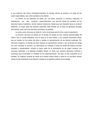 a una retención del mismo intraabdominalmente. El drenaje venoso se produce a lo largo de las
venas espermáticas, que corren paralelas a las arterias.
      La función de los testículos es doble: por una parte, producen la hormona masculina, la
testosterona,   por    otra,   producen    espermatozoides, que caminan desde los tubulillos de los
testículos hacia el epidídimo, donde maduran totalmente. Desde aquí son liberados hacia el conducto
deferente. La mayor parte del producto eyaculado está formado por el fluido de glándulas sexuales
secundarias, tales como las vesículas seminales y la próstata.
      La uretra, pues, sirve para un doble fin: como vía de paso para la orina y para la eyaculación.
      La erección del pene se realiza por el llenado de sangre de tres cuerpos expansionables del
mismo. Son el cuerpo esponjoso, que se sitúa en la zona inferior, y los cuerpos cavernosos, pares,
que se insertan en las ramas del pubis y reciben la vascularización de las arterias pudendas. Por
estímulos erógenos, el drenaje de estos órganos es parcialmente cerrado, y así, el llenado de sangre
da como resultado la erección. La estimulación es mediada a través de ramas del sistema nervioso
simpático y parasimpático, aunque la mayor parte de la estimulación es de origen cerebral. Las
vesículas seminales y la glándula prostática liberan un fluido que contiene elementos nutritivos y
sustancias que incrementan la motilidad de los espermatozoides. De ellas, la más importante es la
próstata. Su irrigación procede de ramas de la arteria vesical inferior y drena en un rico plexo venoso,
siendo el más importante el de Santorini, situado en la superficie anterior de la próstata.
 