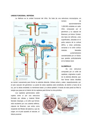 UNIDAD FUNCIONAL: NEFRONA
      La Nefrona es la unidad funcional del riñón. Se trata de una estructura microscópica, en
                                                                               número                        de
                                                                                             aproximadamente
                                                                               1.200.000 unidades en cada
                                                                               riñón,    compuesta     por   el
                                                                               glomérulo y su cápsula de
                                                                               Bowman y el túbulo. Existen
                                                                               dos tipos de nefronas, unas
                                                                               superficiales, ubicadas en la
                                                                               parte externa de la cortical
                                                                               (85%), y otras profundas,
                                                                               cercanas a la unión cortico-
                                                                               medular,               llamadas
                                                                                              yuxtamedulares
                                                                               caracterizadas por un túbulo
                                                                               que penetra profundamente
                                                                               en la médula renal.


                                                                               GLOMÉRULO
                                                                                        Es   una     estructura
                                                                               compuesta por un ovillo de
                                                                               capilares, originados a partir
                                                                               de la arteriola aferente, que
                                                                               tras formar varios lobulillos
se reúnen nuevamente para formar la arteriola eferente. Ambas entran y salen, respectivamente, por
el polo vascular del glomérulo. La pared de estos capilares está constituida, de dentro a fuera de la
luz, por la célula endotelial, la membrana basal y la célula epitelial. A través de esta pared se filtra la
sangre que pasa por el interior de los capilares para formar la orina primitiva.
      Los capilares glomerulares están
sujetos   entre    sí   por   una   estructura
formada por células y material fibrilar
llamada mesangio, y el ovillo que forman
está recubierto por una cubierta esférica,
cápsula de Bowman, que actúa como
recipiente del filtrado del plasma y que da
origen, en el polo opuesto al vascular, al
túbulo proximal.
 