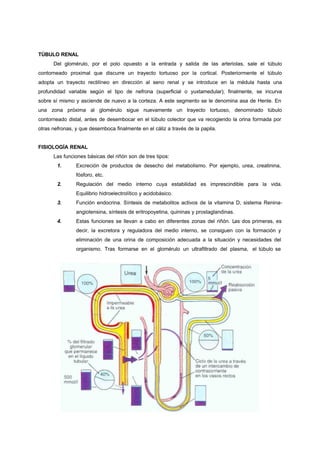 TÚBULO RENAL
      Del glomérulo, por el polo opuesto a la entrada y salida de las arteriolas, sale el túbulo
contorneado proximal que discurre un trayecto tortuoso por la cortical. Posteriormente el túbulo
adopta un trayecto rectilíneo en dirección al seno renal y se introduce en la médula hasta una
profundidad variable según el tipo de nefrona (superficial o yuxtamedular); finalmente, se incurva
sobre sí mismo y asciende de nuevo a la corteza. A este segmento se le denomina asa de Henle. En
una zona próxima al glomérulo sigue nuevamente un trayecto tortuoso, denominado túbulo
contorneado distal, antes de desembocar en el túbulo colector que va recogiendo la orina formada por
otras nefronas, y que desemboca finalmente en el cáliz a través de la papila.


FISIOLOGÍA RENAL
      Las funciones básicas del riñón son de tres tipos:
        1.      Excreción de productos de desecho del metabolismo. Por ejemplo, urea, creatinina,
                fósforo, etc.
        2.      Regulación del medio interno cuya estabilidad es imprescindible para la vida.
                Equilibrio hidroelectrolítico y acidobásico.
        3.      Función endocrina. Síntesis de metabolitos activos de la vitamina D, sistema Renina-
                angiotensina, síntesis de eritropoyetina, quininas y prostaglandinas.
        4.      Estas funciones se llevan a cabo en diferentes zonas del riñón. Las dos primeras, es
                decir, la excretora y reguladora del medio interno, se consiguen con la formación y
                eliminación de una orina de composición adecuada a la situación y necesidades del
                organismo. Tras formarse en el glomérulo un ultrafiltrado del plasma, el túbulo se
 