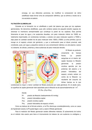 encarga, en sus diferentes porciones, de modificar la composición de dicho
                ultrafiltrado hasta formar orina de composición definitiva, que se elimina a través de la
                vía excretora al exterior.


FILTRACIÓN GLOMERULAR
      Consiste en la formación de un ultrafiltrado a partir del plasma que pasa por los capilares
glomerulares. Se denomina ultrafiltrado, pues sólo contiene solutos de pequeño tamaño capaces de
atravesar la membrana semipermeable que constituye la pared de los capilares. Ésta permite
libremente el paso de agua y de sustancias disueltas, con peso molecular inferior de 15000; es
totalmente impermeable, en condiciones normales, a solutos con peso molecular superior a 70000 y
deja pasar en cantidad variable los de peso molecular entre 15000 y 70000. La orina primitiva, que se
recoge en el espacio urinario del glomérulo, y que a continuación pasa al túbulo proximal, está
constituida, pues, por agua y pequeños solutos en una concentración idéntica a la del plasma; carece
no obstante, de células, proteínas y otras sustancias de peso molecular elevado.
                                                                                     El filtrado es producto
                                                                              únicamente      de     fuerzas
                                                                              físicas.      La      presión
                                                                              sanguínea en el interior del
                                                                              capilar favorece la filtración
                                                                              glomerular,     la     presión
                                                                              oncótica   ejercida   por     las
                                                                              proteínas del plasma y la
                                                                              presión    hidrostática       del
                                                                              espacio urinario actúan en
                                                                              contra de la filtración. La
                                                                              resultante del conjunto de
                                                                              dichas fuerzas es la que
condicionará la mayor o menor cantidad de filtrado producido por cada glomérulo. En el adulto sano,
                                                                                                        2
la superficie de capilar glomerular total capacitada para la filtración es de aproximadamente de 1 m .
                                             Pf: Phc- (Poc+Phu)
                 Donde:
                 Pf:      presión de filtración (habitualmente 45 mmHg).
                 Phc:     presión hidrostática capilar.
                 Poc:     presión oncótica capilar.
                 Phu:     presión hidrostática de espacio urinario.
      Como se deduce de la fórmula anterior, si la Phc disminuye considerablemente, como en casos
de hipotensión severa, la Pf puede llegar a cero y cesar el filtrado glomerular.
      Para la medición del filtrado glomerular existen diferentes métodos. El aclaramiento de inulina
es el método más exacto pero tiene el inconveniente de tratarse de una sustancia no endógena y
 