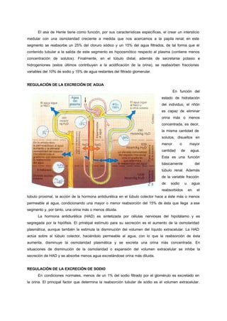 El asa de Henle tiene como función, por sus características específicas, el crear un intersticio
medular con una osmolaridad creciente a medida que nos acercamos a la papila renal; en este
segmento se reabsorbe un 25% del cloruro sódico y un 15% del agua filtrados, de tal forma que el
contenido tubular a la salida de este segmento es hipoosmótico respecto al plasma (contiene menos
concentración de solutos). Finalmente, en el túbulo distal, además de secretarse potasio e
hidrogeniones (estos últimos contribuyen a la acidificación de la orina), se reabsorben fracciones
variables del 10% de sodio y 15% de agua restantes del filtrado glomerular.


REGULACIÓN DE LA EXCRECIÓN DE AGUA
                                                                                        En función del
                                                                                estado de hidratación
                                                                                del individuo, el riñón
                                                                                es capaz de eliminar
                                                                                orina más o menos
                                                                                concentrada, es decir,
                                                                                la misma cantidad de
                                                                                solutos, disueltos en
                                                                                menor        o       mayor
                                                                                cantidad     de       agua.
                                                                                Esta es una función
                                                                                básicamente               del
                                                                                túbulo renal. Además
                                                                                de la variable fracción
                                                                                de   sodio       u    agua
                                                                                reabsorbidos         en    el
túbulo proximal, la acción de la hormona antidiurética en el túbulo colector hace a éste más o menos
permeable al agua, condicionando una mayor o menor reabsorción del 15% de ésta que llega a ese
segmento y, por tanto, una orina más o menos diluida.
      La hormona antidiurética (HAD) es sintetizada por células nerviosas del hipotálamo y es
segregada por la hipófisis. El prinéipal estímulo para su secreción es el aumento de la osmolaridad
plasmática, aunque también la estimula la disminución del volumen del líquido extracelular. La HAD
actúa sobre el túbulo colector, haciéndolo permeable al agua, con lo que la reabsorción de ésta
aumenta, disminuye la osmolaridad plasmática y se excreta una orina más concentrada. En
situaciones de disminución de la osmolaridad o expansión del volumen extracelular se inhibe la
secreción de HAD y se absorbe menos agua excretándose orina más diluida.


REGULACIÓN DE LA EXCRECIÓN DE SODIO
      En condiciones normales, menos de un 1% del sodio filtrado por el glomérulo es excretado en
la orina. El principal factor que determina la reabsorción tubular de sodio es el volumen extracelular.
 