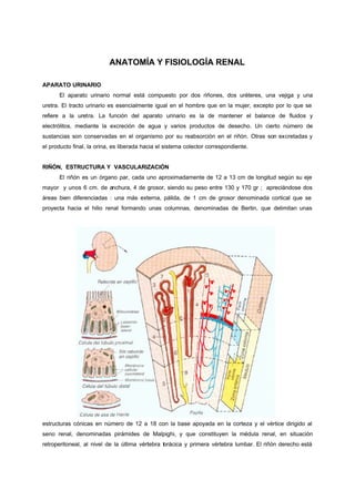 ANATOMÍA Y FISIOLOGÍA RENAL

APARATO URINARIO
      El aparato urinario normal está compuesto por dos riñones, dos uréteres, una vejiga y una
uretra. El tracto urinario es esencialmente igual en el hombre que en la mujer, excepto por lo que se
refiere a la uretra. La función del aparato urinario es la de mantener el balance de fluidos y
electrólitos, mediante la excreción de agua y varios productos de desecho. Un cierto número de
sustancias son conservadas en el organismo por su reabsorción en el riñón. Otras son excretadas y
el producto final, la orina, es liberada hacia el sistema colector correspondiente.


RIÑÓN, ESTRUCTURA Y VASCULARIZACIÓN
      El riñón es un órgano par, cada uno aproximadamente de 12 a 13 cm de longitud según su eje
mayor y unos 6 cm. de anchura, 4 de grosor, siendo su peso entre 130 y 170 gr ; apreciándose dos
áreas bien diferenciadas : una más externa, pálida, de 1 cm de grosor denominada cortical que se
proyecta hacia el hilio renal formando unas columnas, denominadas de Bertin, que delimitan unas




estructuras cónicas en número de 12 a 18 con la base apoyada en la corteza y el vértice dirigido al
seno renal, denominadas pirámides de Malpighi, y que constituyen la médula renal, en situación
retroperitoneal, al nivel de la última vértebra torácica y primera vértebra lumbar. El riñón derecho está
 