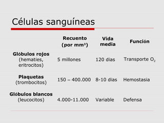 Células sanguíneas
Recuento
(por mm3
)
Vida
media
Función
Glóbulos rojos
(hematíes,
eritrocitos)
5 millones 120 días Transporte O2
Plaquetas
(trombocitos)
150 – 400.000 8-10 días Hemostasia
Glóbulos blancos
(leucocitos) 4.000-11.000 Variable Defensa
 