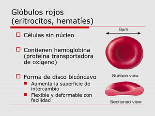 Glóbulos rojos
(eritrocitos, hematíes)
 Células sin núcleo
 Contienen hemoglobina
(proteína transportadora
de oxígeno)
 Forma de disco bicóncavo
 Aumenta la superficie de
intercambio
 Flexible y deformable con
facilidad
 