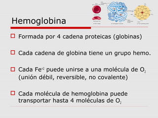 Hemoglobina
 Formada por 4 cadena proteicas (globinas)
 Cada cadena de globina tiene un grupo hemo.
 Cada Fe+2
puede unirse a una molécula de O2
(unión débil, reversible, no covalente)
 Cada molécula de hemoglobina puede
transportar hasta 4 moléculas de O2
 