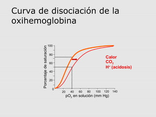 100
80
60
40
20
0
Porcentajedesaturación
20 40 60 80 100 120 140
pO2 en solución (mm Hg)
Curva de disociación de la
oxihemoglobina
Calor
CO2
H+
(acidosis)
 