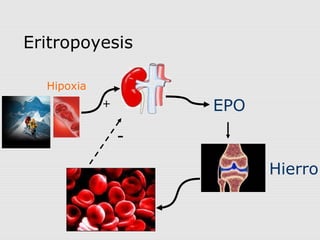 Eritropoyesis
EPO
Hipoxia
Hierro
-
+
 