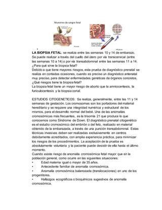 •
LA BIOPSIA FETAL: se realiza entre las semanas 10 y 14 de embarazo.
Se puede realizar a través del cuello del útero por vía transcervical (entre
las semanas 10 a 14) o por vía transabdominal entre las semanas 11 a 14.
¿Para qué sirve la biopsia fetal?
Debido a que tiene mayores riesgos, esta prueba de diagnóstico prenatal se
realiza en contadas ocasiones, cuando es preciso un diagnóstico antenatal
muy preciso, para detectar enfermedades genéticas de órganos concretos.
¿Qué riesgos tiene la biopsia fetal?
La biopsia fetal tiene un mayor riesgo de aborto que la amniocentesis, la
funiculocentesis y la biopsia corial.
ESTUDIOS CITOGENETICOS: Se realiza, generalmente, entre las 11 y 14
semanas de gestación. Los cromosomas son los portadores del material
hereditario y se requiere una integridad numérica y estructural de los
mismos, para el desarrollo normal del bebé. Una de las anomalías
cromosómicas más frecuentes, es la trisomía 21 que produce lo que
conocemos como Síndrome de Down. El diagnóstico prenatal citogenético
es el estudio cromosómico del embrión o del feto, realizado en material
obtenido de la embarazada, a través de una punción transabdominal. Estas
técnicas invasivas deben ser realizadas exclusivamente en centros
debidamente acreditados, con amplia experiencia práctica, para minimizar
los riesgos de los procedimientos. La aceptación de la prueba es
absolutamente voluntaria y la paciente puede desistir de ella hasta el último
momento.
Cuando existe riesgo de anomalía cromosómica fetal mayor que en la
población general, como ocurre en las siguientes situaciones:
• Edad materna igual o mayor de 35 años.
• Antecedente familiar de anomalía cromosómica.
• Anomalía cromosómica balanceada (translocaciones) en uno de los
progenitores.
• Hallazgos ecográficos o bioquímicos sugestivos de anomalía
cromosómica.
 