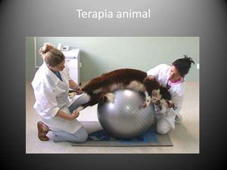 Terapia animal
 