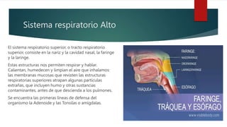 Sistema respiratorio Alto
El sistema respiratorio superior, o tracto respiratorio
superior, consiste en la nariz y la cavidad nasal, la faringe
y la laringe.
Estas estructuras nos permiten respirar y hablar.
Calientan, humedecen y limpian el aire que inhalamos:
las membranas mucosas que revisten las estructuras
respiratorias superiores atrapan algunas partículas
extrañas, que incluyen humo y otras sustancias
contaminantes, antes de que descienda a los pulmones.
Se encuentra las primeras líneas de defensa del
organismo la Adenoide y las Tonsilas o amígdalas.
 