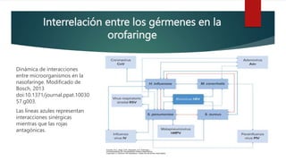 Interrelación entre los gérmenes en la
orofaringe
Dinámica de interacciones
entre microorganismos en la
nasofarínge. Modificado de
Bosch, 2013
doi:10.1371/journal.ppat.10030
57.g003.
Las líneas azules representan
interacciones sinérgicas
mientras que las rojas
antagónicas.
 