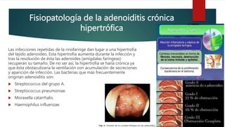 Fisiopatología de la adenoiditis crónica
hipertrófica
Las infecciones repetidas de la rinofaringe dan lugar a una hipertrofia
del tejido adenoideo. Esta hipertrofia aumenta durante la infección y
tras la resolución de ésta las adenoides (amígdalas faríngeas)
recuperan su tamaño. De no ser así, la hipertrofia se haría crónica ya
que ésta obstaculizaría la ventilación con acumulación de secreciones
y aparición de infección. Las bacterias que más frecuentemente
originan adenoiditis son:
 Streptococcus del grupo A.
 Streptococcus pneumoniae.
 Moraxella catarrhalis.
 Haemophilus influenzae.
 
