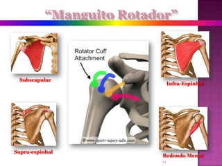 “Manguito Rotador”SubscapularInfra-EspinhalSupra-espinhalRedondo Menor11