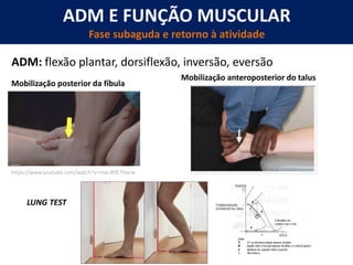 ADM E FUNÇÃO MUSCULAR
Fase subaguda e retorno à atividade
Mobilização posterior da fíbula
ADM: flexão plantar, dorsiflexão, inversão, eversão
https://www.youtube.com/watch?v=mw-B9E7Hxcw
LUNG TEST
Mobilização anteroposterior do talus
 