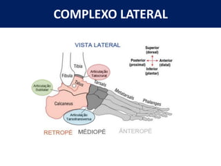 COMPLEXO LATERAL
 