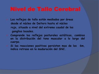 Nivel de Tallo Cerebral
 Los reflejos de tallo están mediados por áreas
desde el núcleo de Deiters hasta el núcleo
rojo, situado a nivel del extremo caudal de los
ganglios basales.
 Comprende los reflejos posturales estáticos, cambios
en la distribución del tono muscular a lo largo del
cuerpo.
 Si las reacciones positivas persisten mas de los 6m,
indica retraso en la maduración del SNC.
 