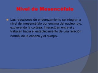 Nivel de Mesencéfalo
 Las reacciones de enderezamiento se integran a
nivel del mesencéfalo por encima del núcleo rojo,
excluyendo la corteza. Interactúan entre si y
trabajan hacia el establecimiento de una relación
normal de la cabeza y el cuerpo.
 